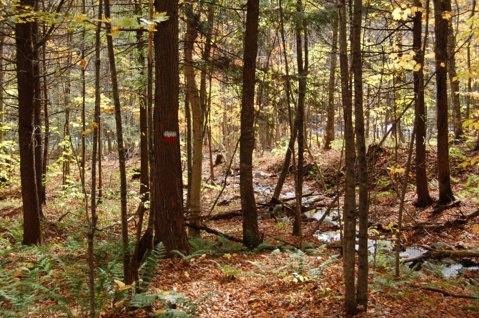 sentiersestrierivieresaumon Tourisme ValSaintFrançois